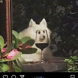 Meet your Posher, Paige